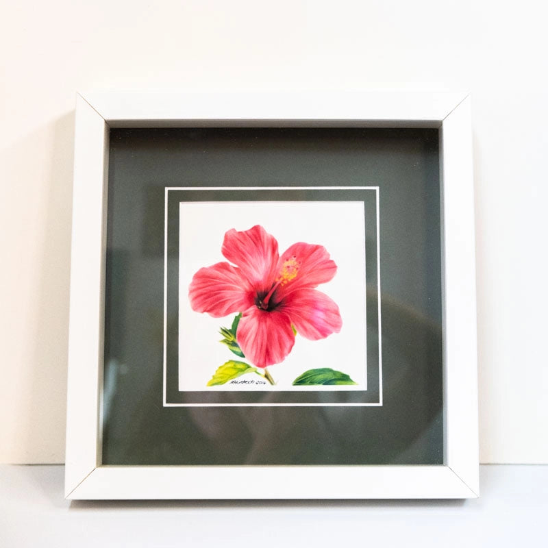 Colourful print of original pencil drawing by Marie Huntrods of a Cyprus Hibiscus flower.  Mounted (matted) with a dark green mount/matt in a white square box frame. -